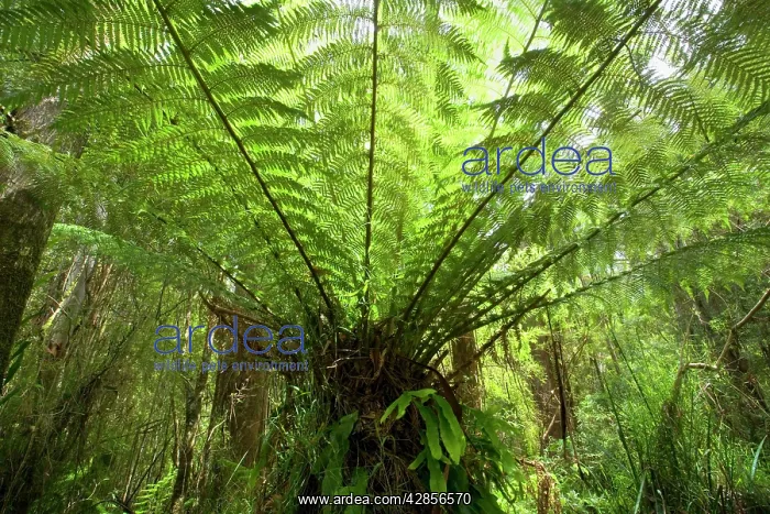 : Wet Sclerophyll Forest - magnificent tree fern : Wet Sclerophyll Forest - magnificent tree fern