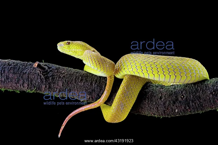: Wetar Pitviper (Trimeresurus insularis) on a branch : Wetar Pitviper (Trimeresurus insularis) on a branch