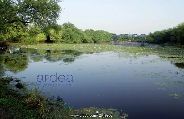 : Wetland with lillies of Keoladeo Ghana N.P : Wetland with lillies of Keoladeo Ghana N.P