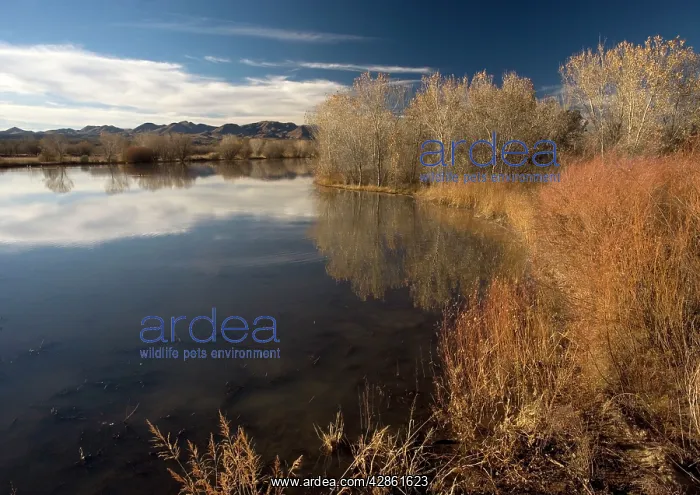 : Wetland - in midwinter : Wetland - in midwinter