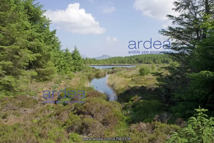 : Wetland & pine forest near Torbeg Isle of Arran : Wetland & pine forest near Torbeg Isle of Arran