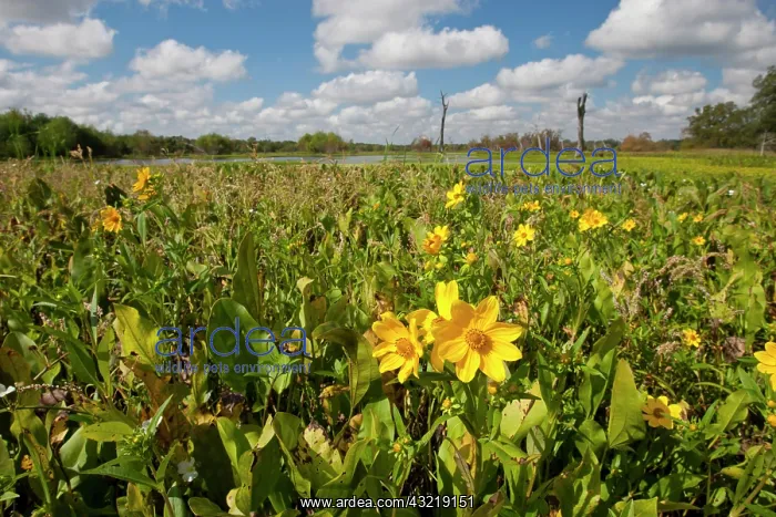 : Wetland sunflowers and emergent aquatic : Wetland sunflowers and emergent aquatic