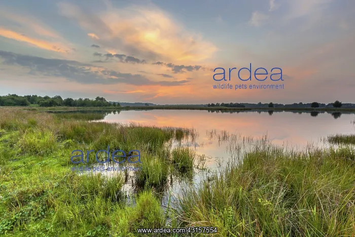 : Wetland sunset Westerbroek : Wetland sunset Westerbroek