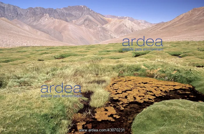 : Wetlands (Bofedales), Andes, Chile : Wetlands (Bofedales), Andes, Chile