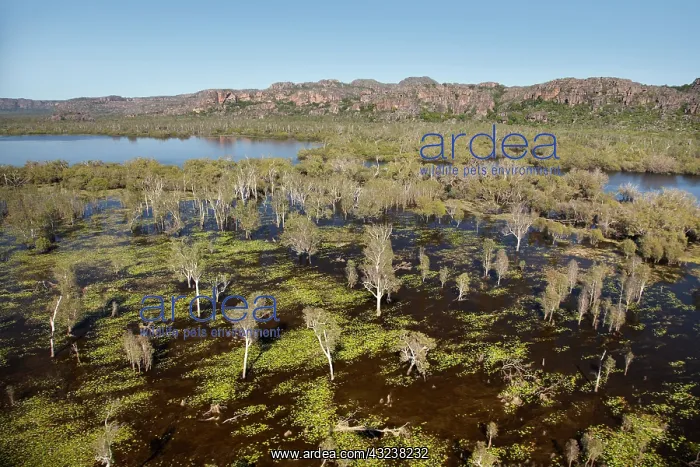 : Wetlands by East Alligator River, at the : Wetlands by East Alligator River, at the