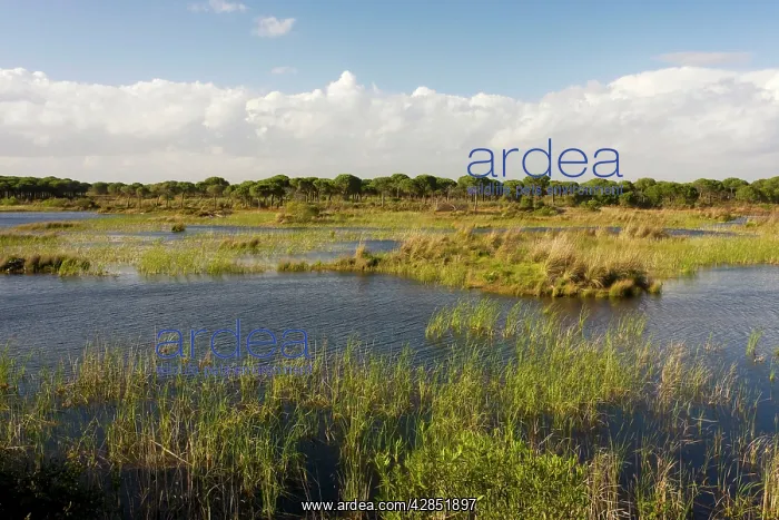  : Wetlands at El Rocina in Coto Donana National Park