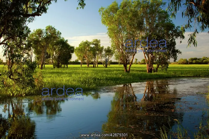  : Wetlands - evening mood in a wetland with huge