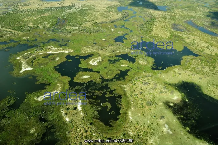: Wetlands, freshwater marshland with canals and islands : Wetlands, freshwater marshland with canals and islands