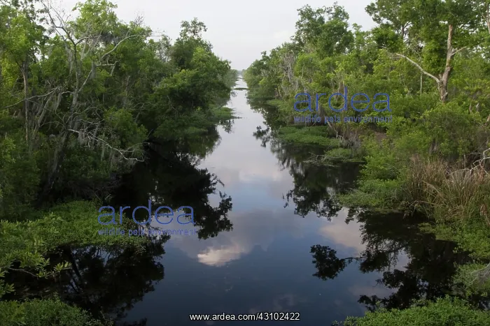 : Wetlands in Louisiana : Wetlands in Louisiana