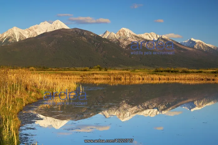 : Wetlands pond reflects Mission Mountain : Wetlands pond reflects Mission Mountain