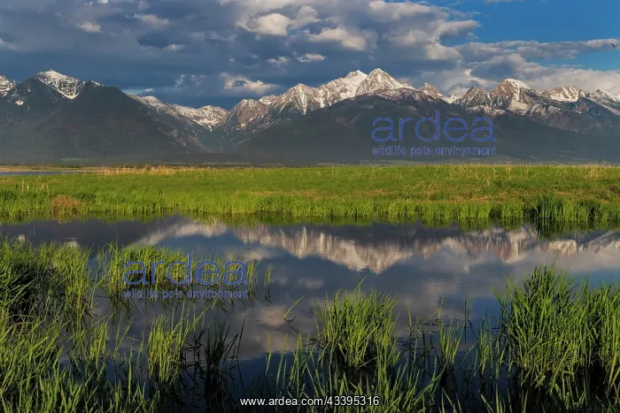 : Wetlands pond reflects the Mission Mountains at : Wetlands pond reflects the Mission Mountains at