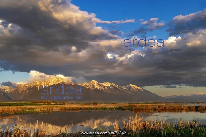 : Wetlands pond reflects the Mission Mountains at sunset at : Wetlands pond reflects the Mission Mountains at sunset at