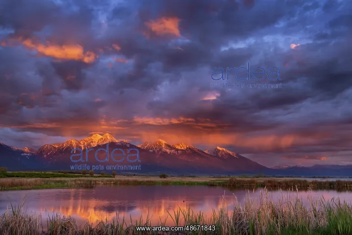 : Wetlands pond reflects the Mission Mountains at sunset at : Wetlands pond reflects the Mission Mountains at sunset at