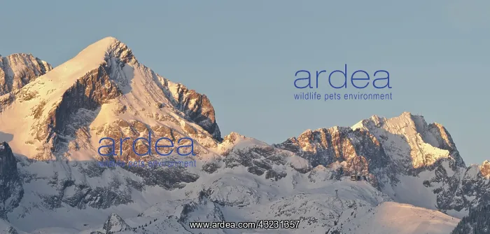 : Wetterstein Mountain range in winter. Sunrise : Wetterstein Mountain range in winter. Sunrise