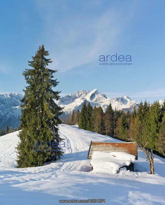 : Wetterstein Mountain range in winter. Sunrise : Wetterstein Mountain range in winter. Sunrise