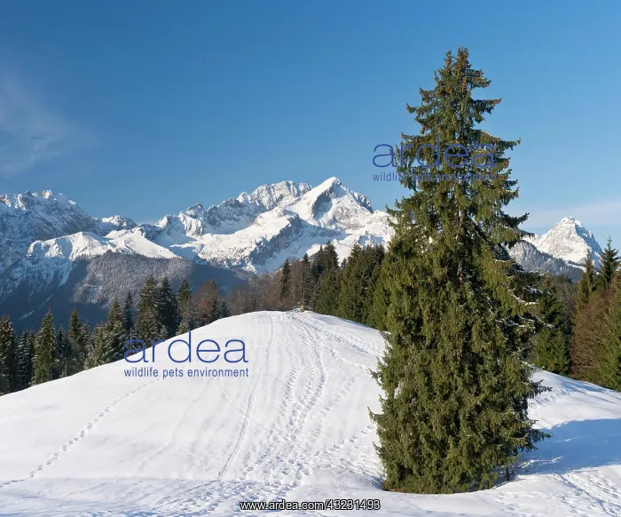 : Wetterstein Mountain range in winter. Sunrise : Wetterstein Mountain range in winter. Sunrise