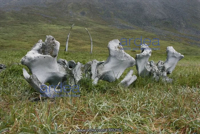 : Whale bone : Whale bone