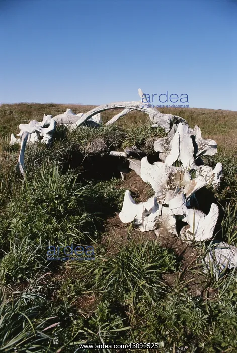 : Whale bone dwelling : Whale bone dwelling