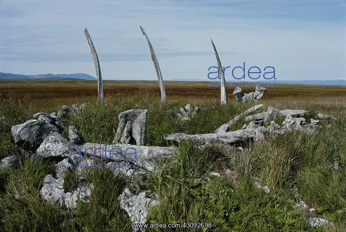 : Whale bones : Whale bones