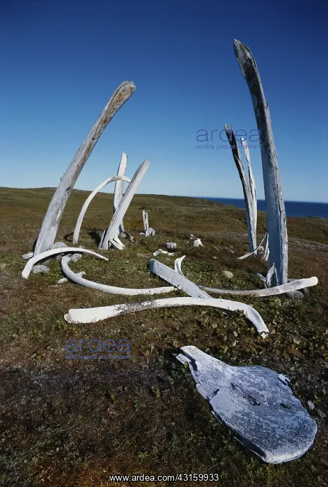 : Whale bones : Whale bones