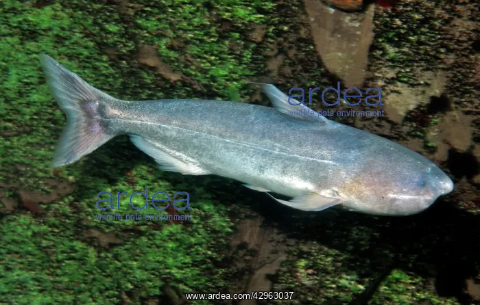 : Whale Catfish : Whale Catfish