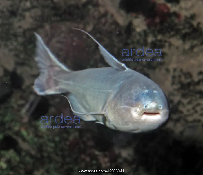 : Whale Catfish : Whale Catfish