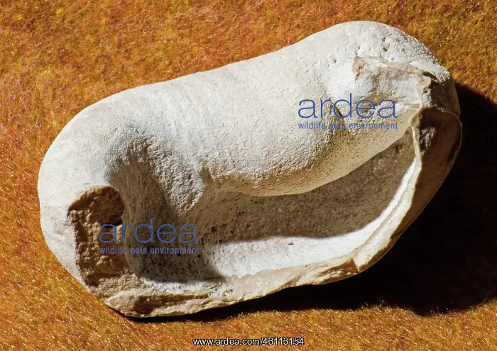 : Whale Ear Bone Fossil : Whale Ear Bone Fossil