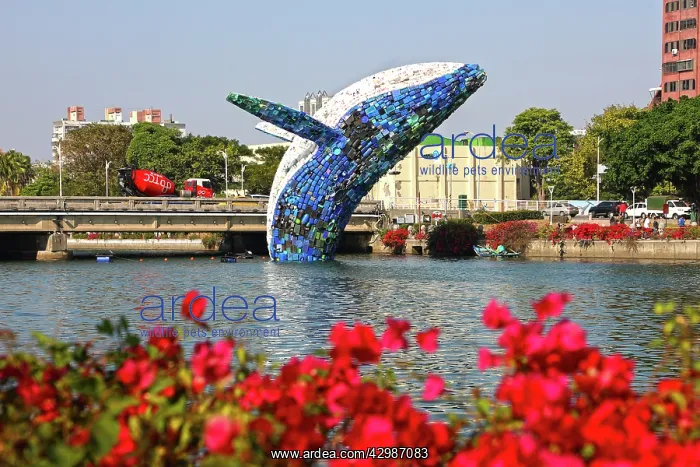 : Whale in Love ecological art installation in : Whale in Love ecological art installation in