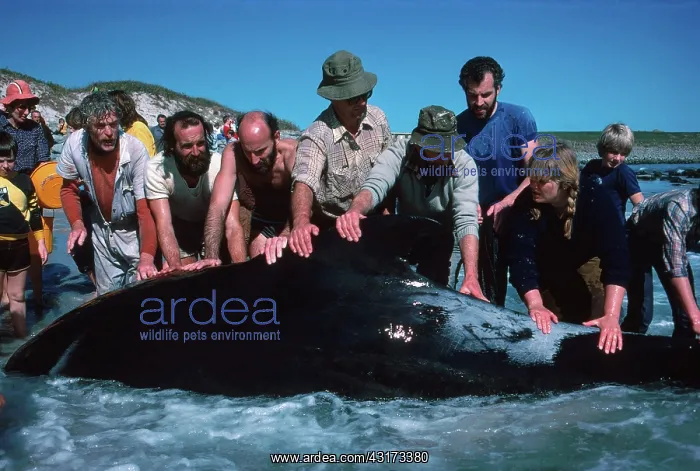 : Whale Rescue : Whale Rescue