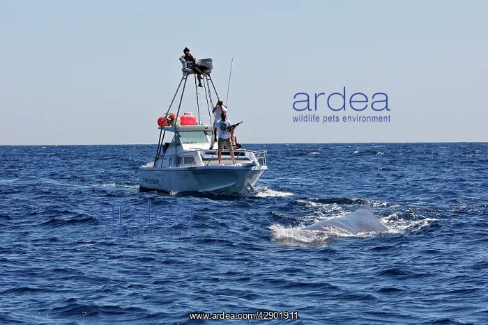 : Whale Research - researchers on boat trying obtain : Whale Research - researchers on boat trying obtain