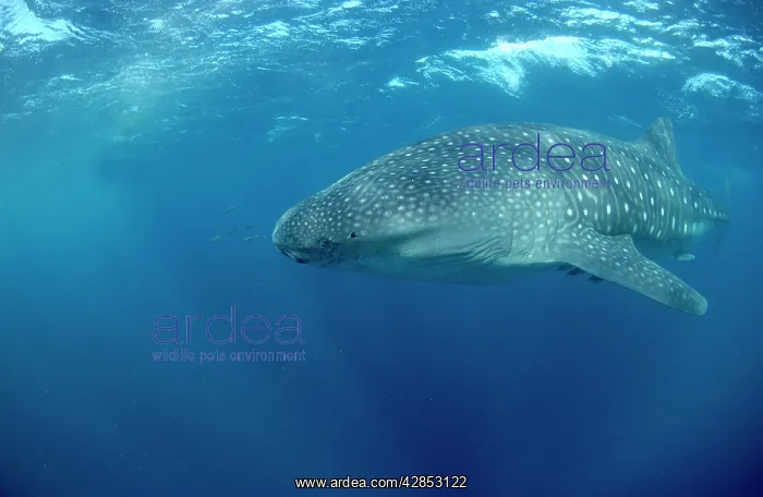 : Whale Shark : Whale Shark