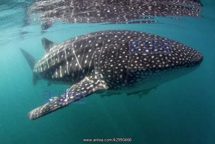: Whale Shark : Whale Shark