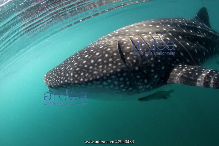 : Whale Shark : Whale Shark