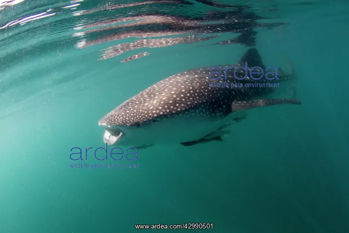 : Whale Shark : Whale Shark