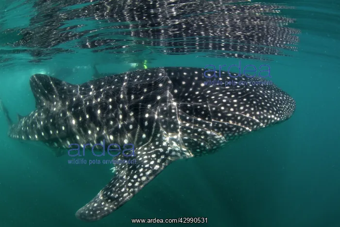 : Whale Shark : Whale Shark