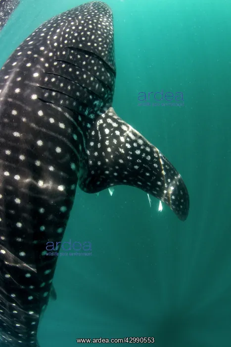 : Whale Shark : Whale Shark
