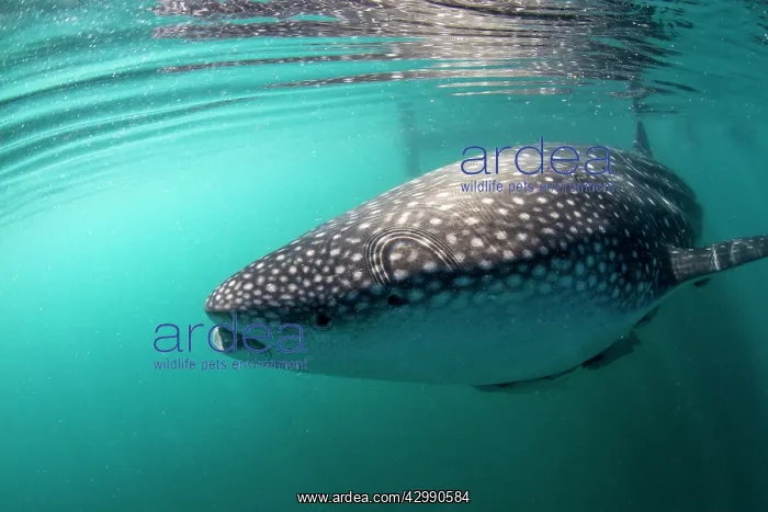: Whale Shark : Whale Shark
