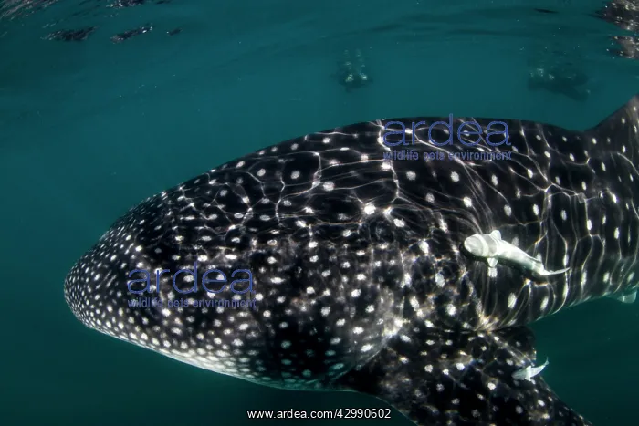 : Whale Shark : Whale Shark