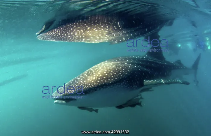  : Whale Shark