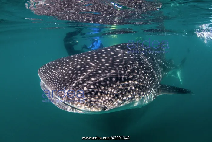  : Whale Shark