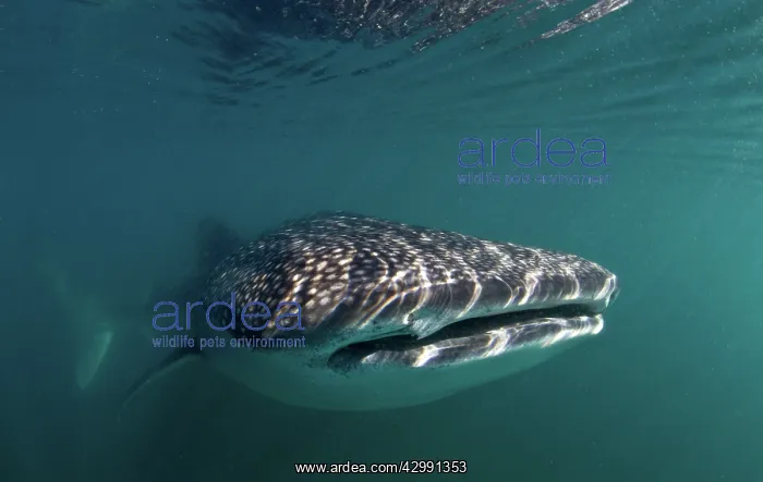  : Whale Shark