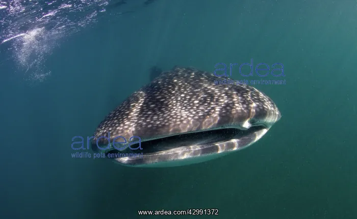  : Whale Shark