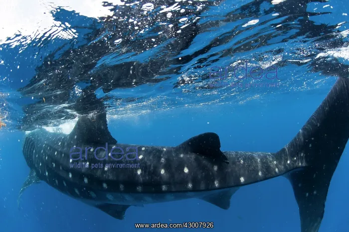: Whale Shark : Whale Shark