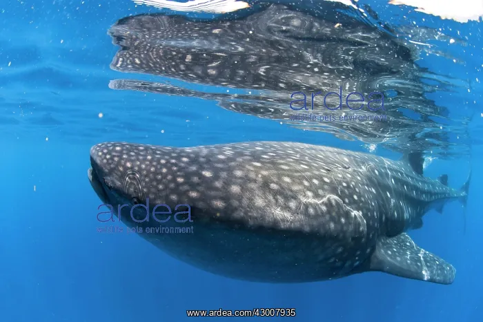 : Whale Shark : Whale Shark