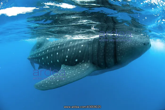 : Whale Shark : Whale Shark