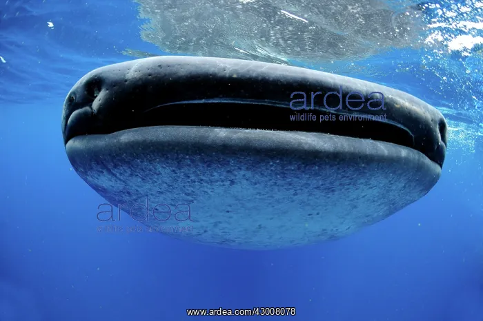 : Whale Shark : Whale Shark