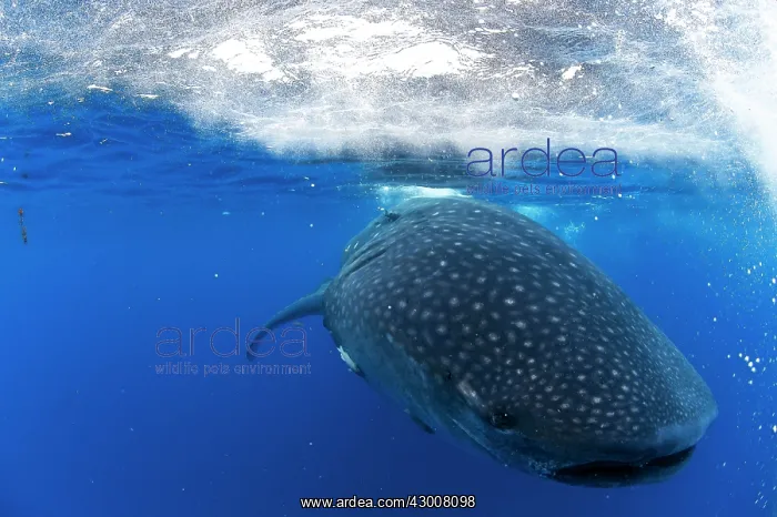 : Whale Shark : Whale Shark