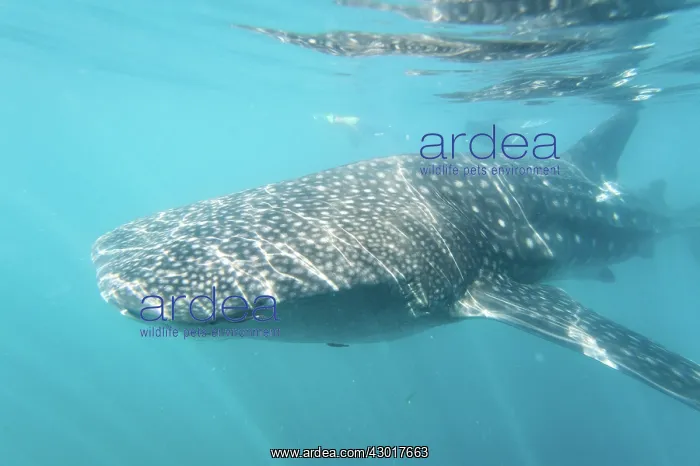  : Whale Shark