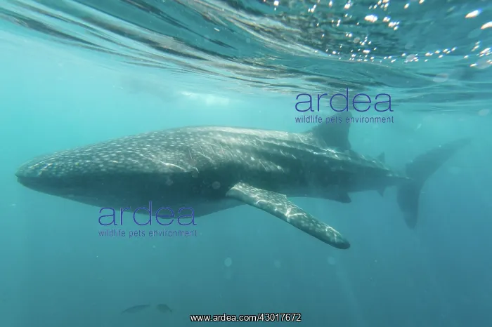  : Whale Shark