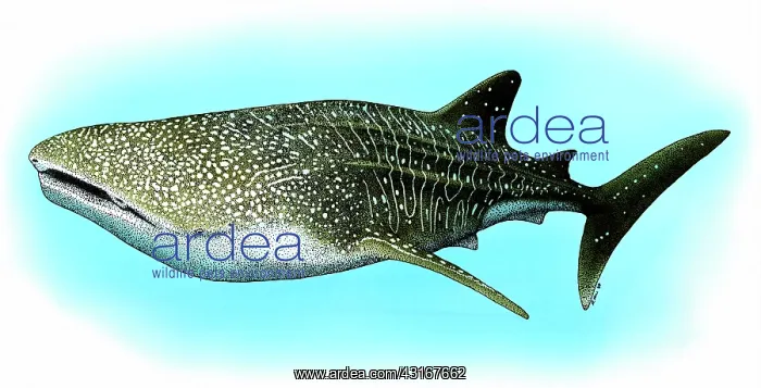 : Whale Shark : Whale Shark